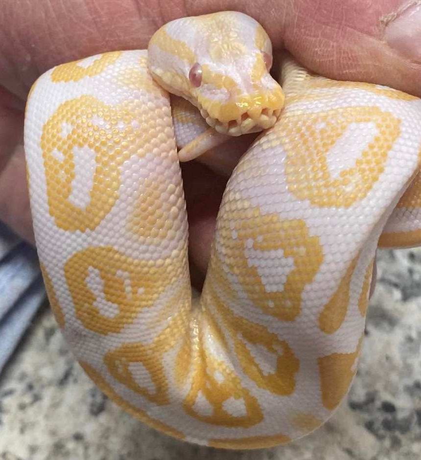 A yellow-and-white albino ball python being gently held at the store
