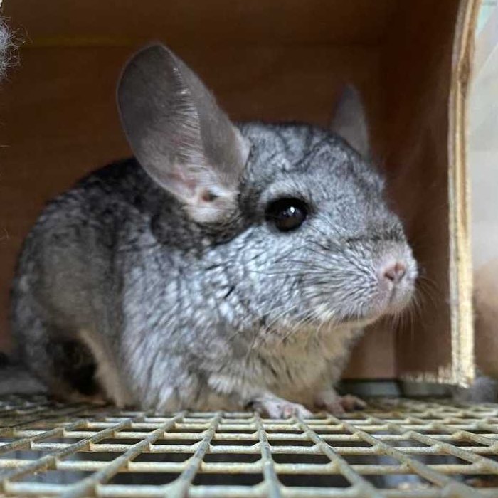 A grey chinchilla peeking out of its wooden house in the store