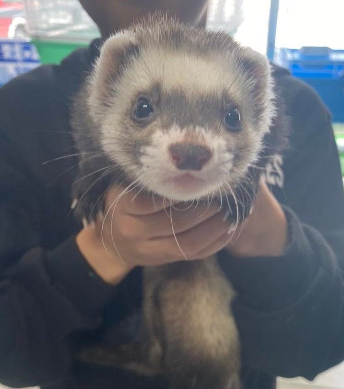 A friendly ferret held up to the camera inside the store
