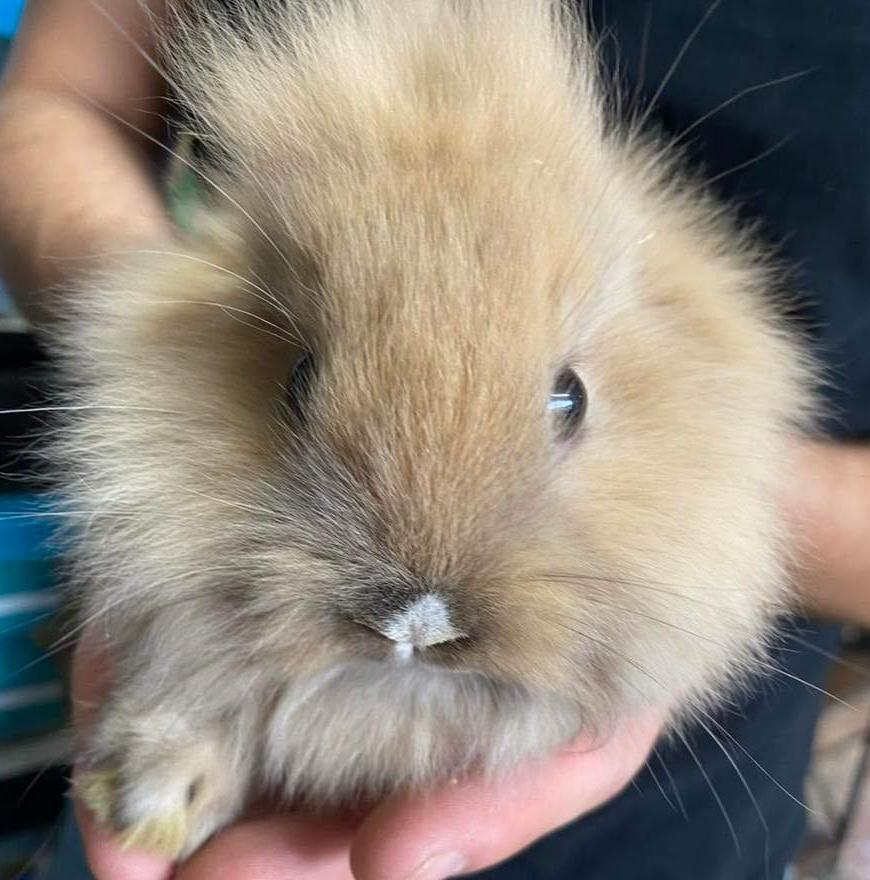 A fluffy tan lionhead bunny held in two hands