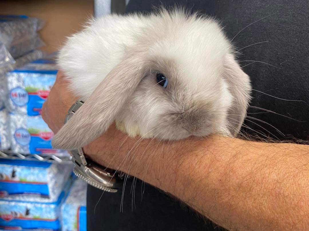 A white lop-eared bunny held in the store